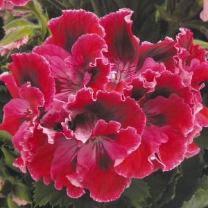 Geraniums (Regal)